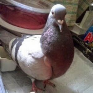 Meet your Posher, Joan